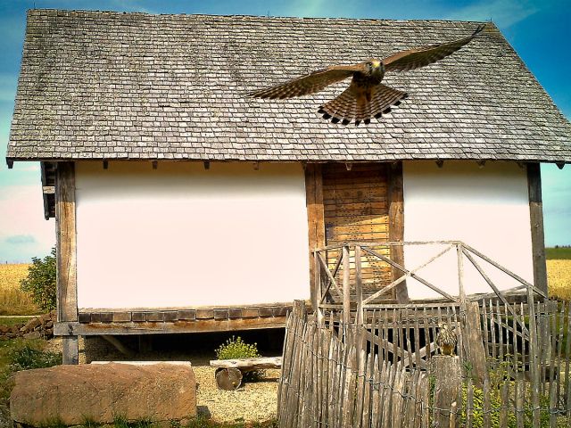 falken_20200806_1251832587